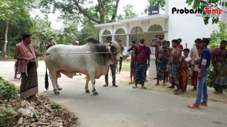 কোরবানির জন্য প্রধানমন্ত্রীকে উপহার দিলেন কৃষক বুলবুল