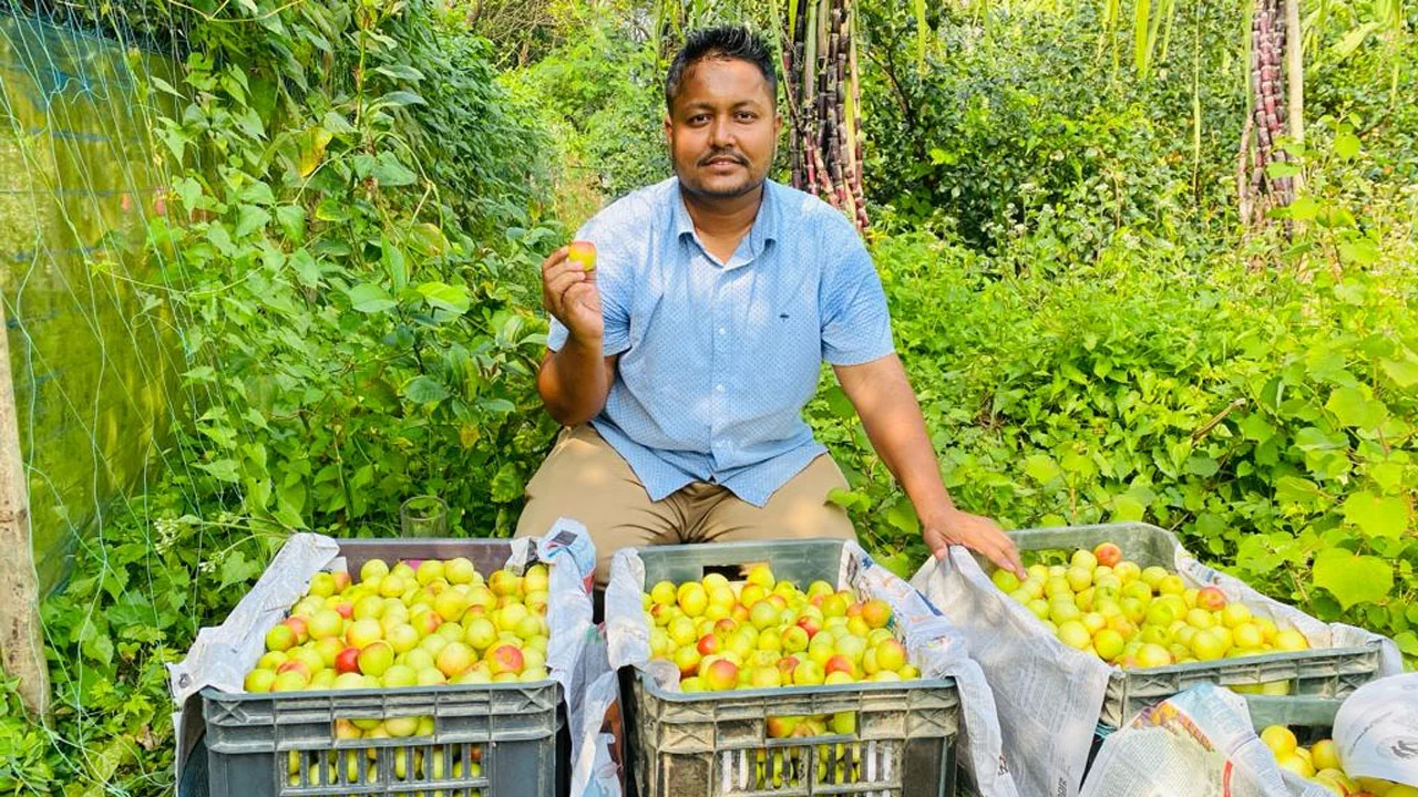 কুল চাষে সফল ওমান প্রবাসী আনোয়ার