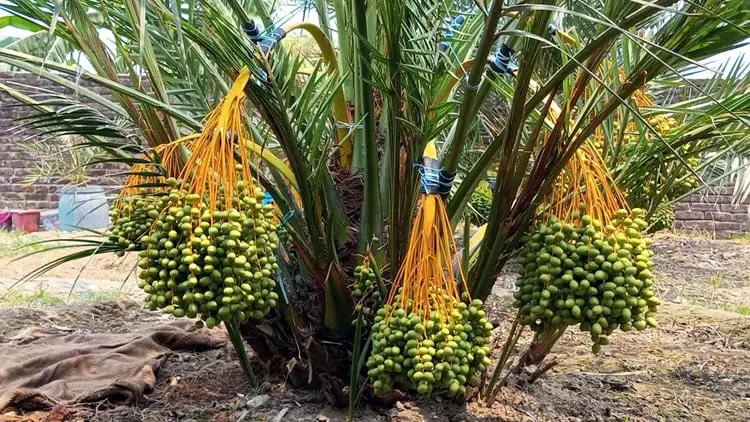 Image 143535 1719723321