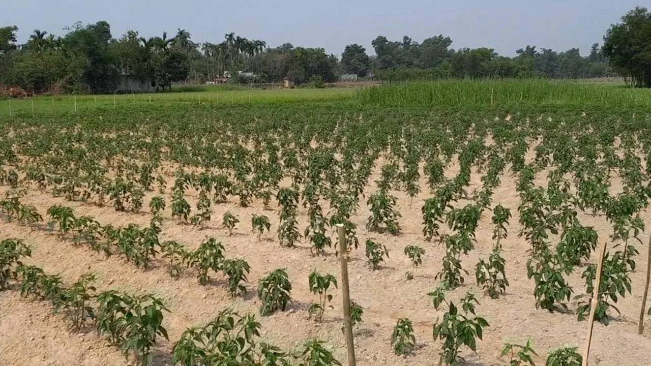 মাধবপুরে কঙ্কাল তুলে কবরস্থানে সবজি চাষ