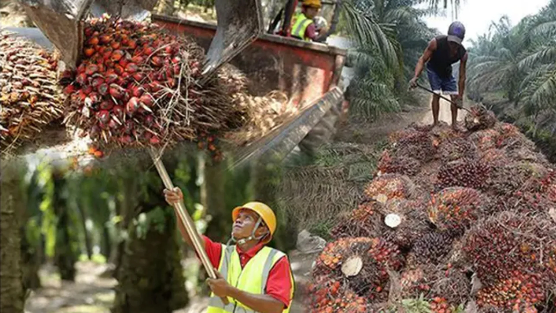 B26151eb9e10f58e2176e8989129f9141d6a509b0a7dcf82 (1)