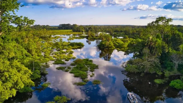 কার্বন ডাইঅক্সাইড শোষণ করছে না গাছ, বিজ্ঞানীদের উদ্বেগ