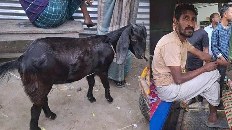 ডিবির গাড়িতে অটোরিকশার ধাক্কা, যুবকের লুঙ্গির নিচ থেকে বেরিয়ে এলো ছাগল, অতঃপর