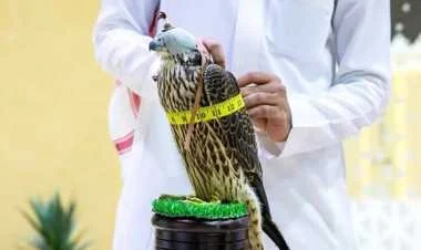 সৌদি আরবে দেড় মিলিয়ন ডলারে বাজপাখি বিক্রি