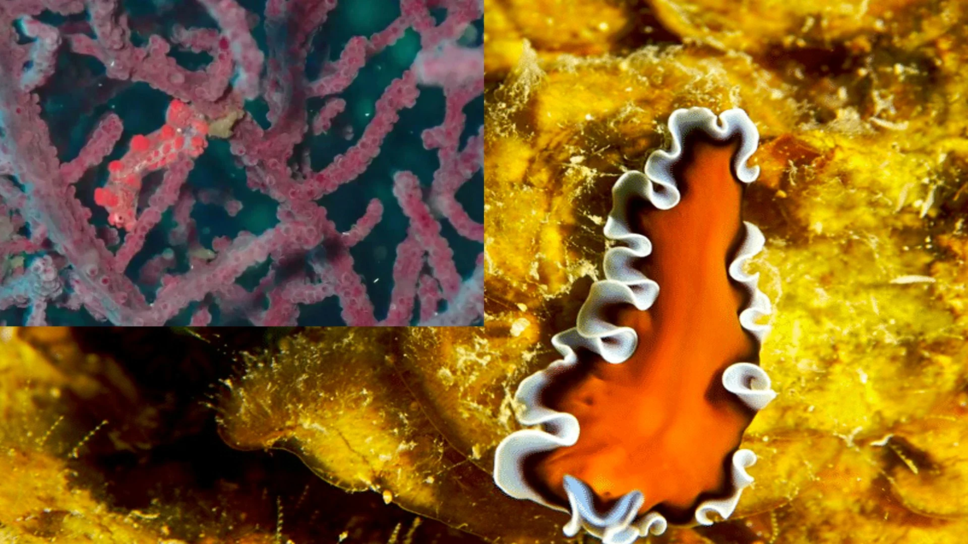 ৭০ বছর আগে হারিয়ে যাওয়া সামুদ্রিক কৃমির দেখা মিলেছে