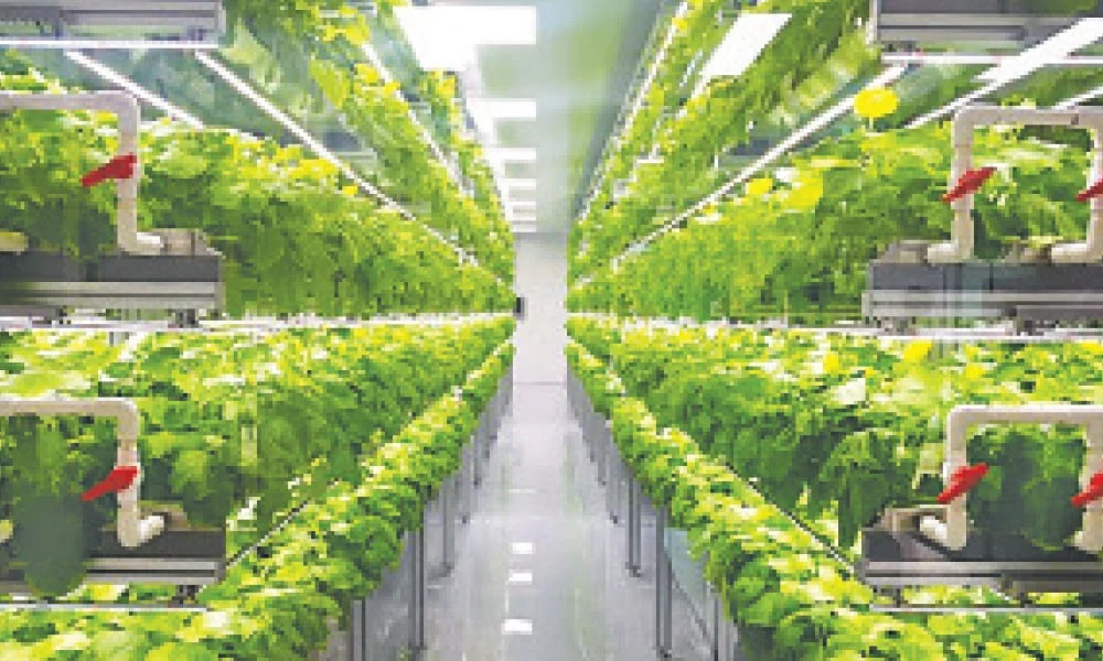 যেভাবে পাল্টাচ্ছে সৌদি আরবের কৃষি মানচিত্র 57accffef4bf7c4763a20