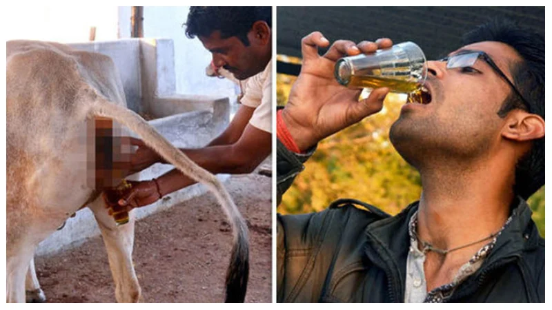 ভারতে গরুর দুধের চেয়ে গোমূত্রের দাম বেশি!