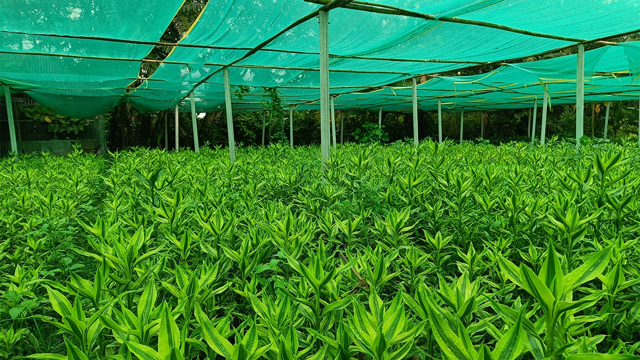 মধ্যপ্রাচ্যে বাঁশ দিচ্ছে হাফিজ