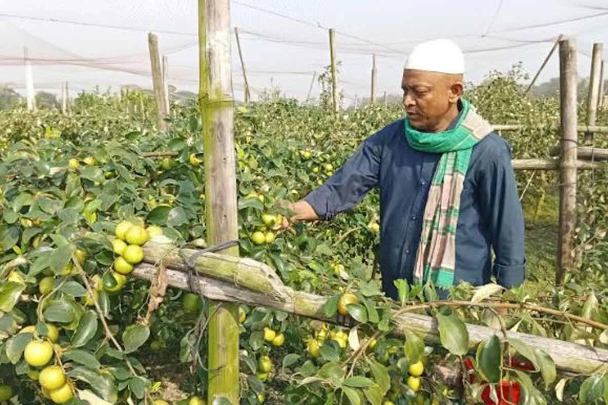 কুল চাষে সফল শিকারপুর গ্রামের প্রবাসীরা