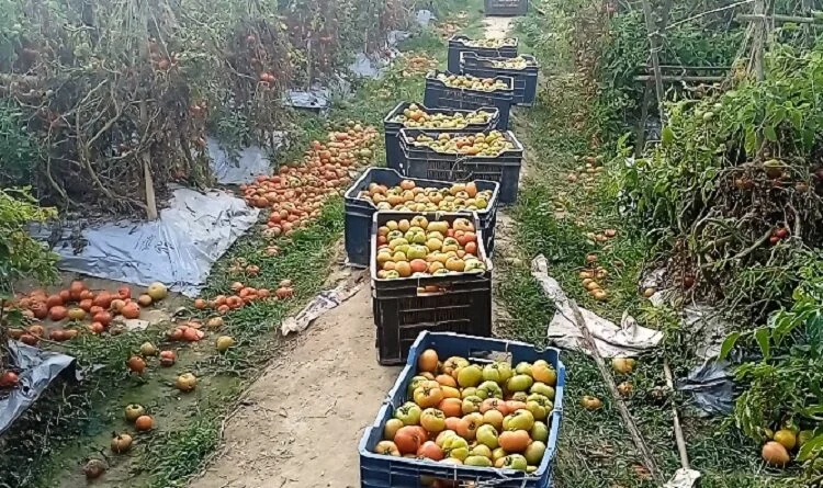 কসবায় কৃষি খামারে স্বপ্নপূরণ প্রবাস ফেরত দুই বন্ধুর