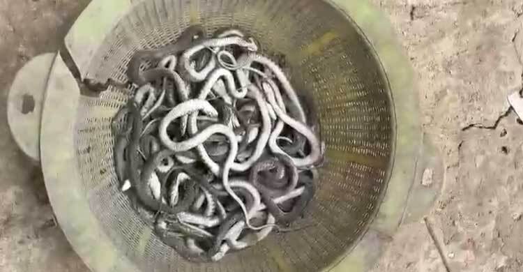 প্রবাসীর ঘরেই সাপের বাসা, ৬৯টি বিষধর সাপ উদ্ধার