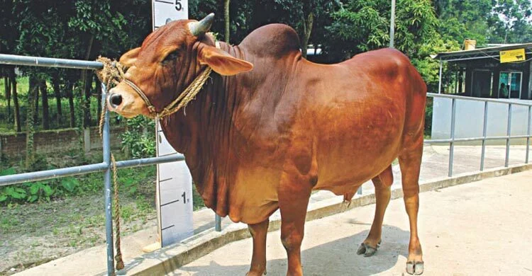 প্রবাসীরা কি দেশে কোরবানি দিতে পারবেন