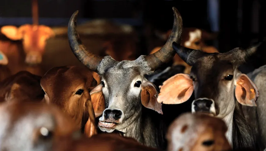 Can the animal offered be sacrificed or not