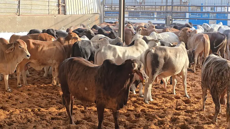 Cattle market organized for bangladeshis in saudi arabia