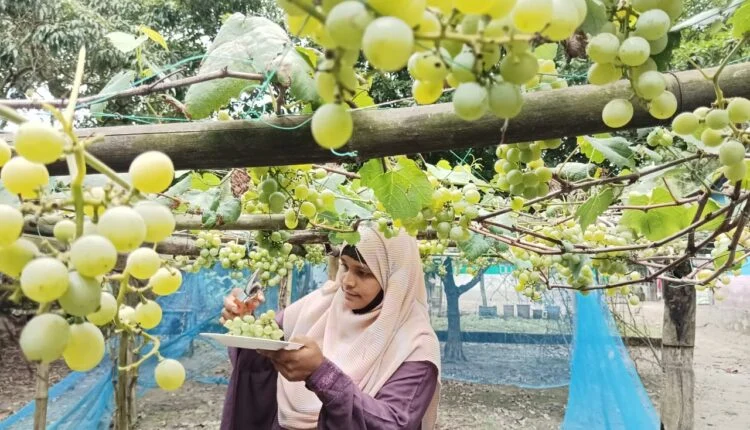 Expatriate's wife shows off her amazing skills by growing grapes in her backyard