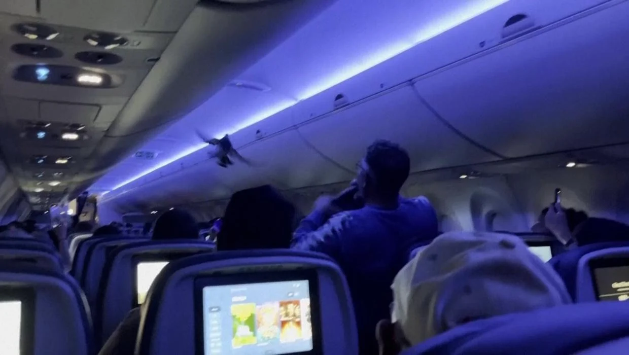 'guest' on plane en route! same incident involving two pigeons