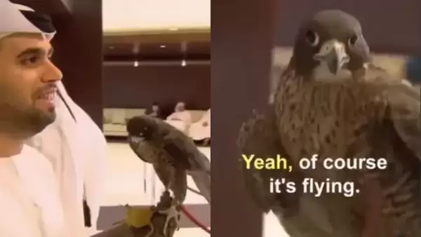 Hawk boards plane with passport! viral video