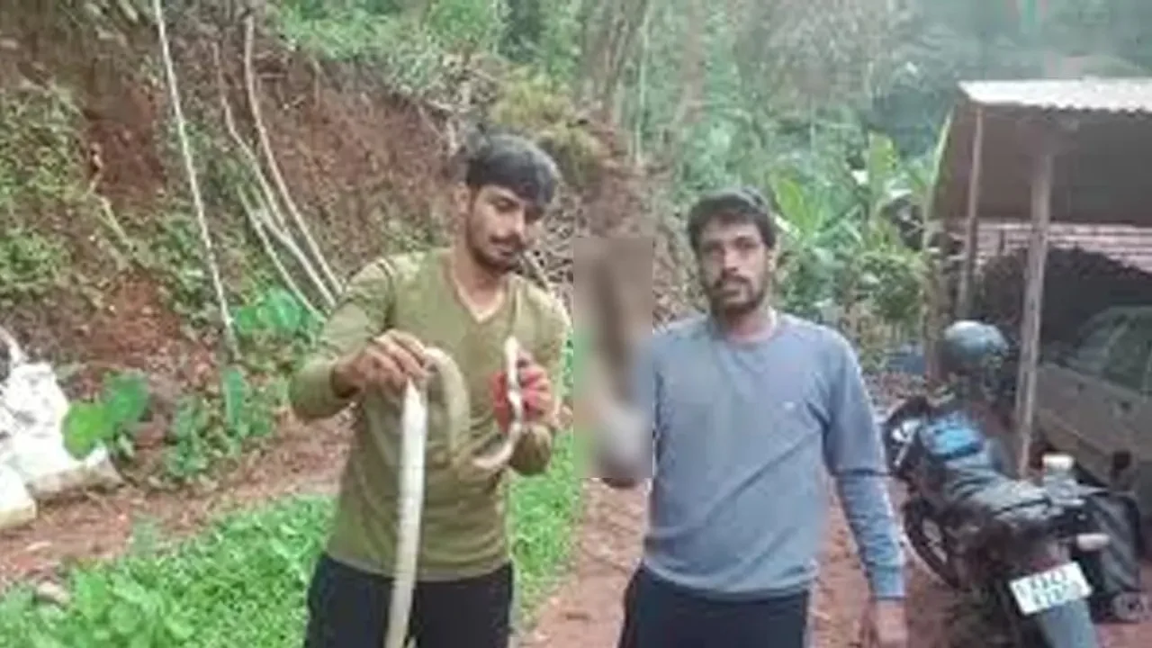 A foot long knife was found in the stomach of a snake.