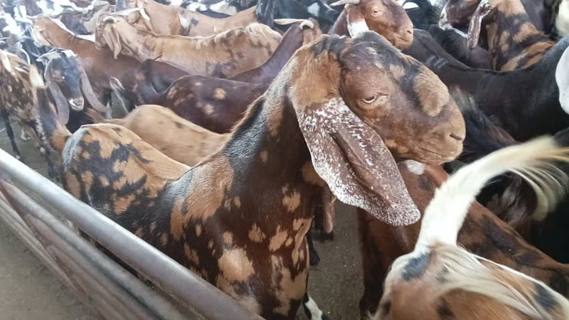 Expatriates worried about the price of sacrificial animals in the emirates