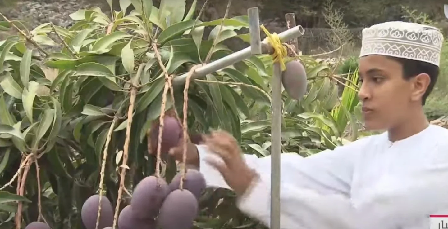 Oman's new red mangoes