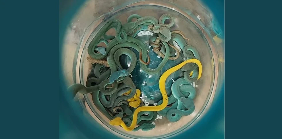 Poisonous snakes in bags at the airport, then...