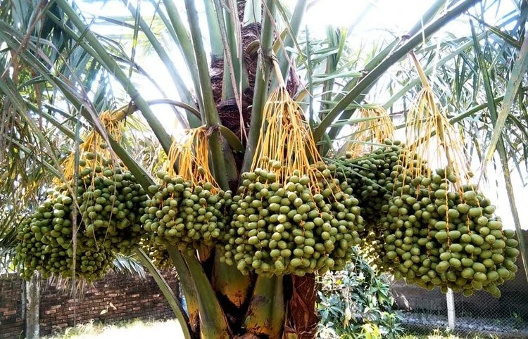 Dnjpr khjr 3.width 750