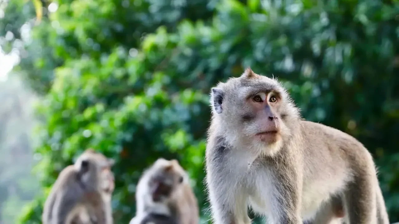 Monkey snatches bag containing jewelry worth 2 million taka, then...
