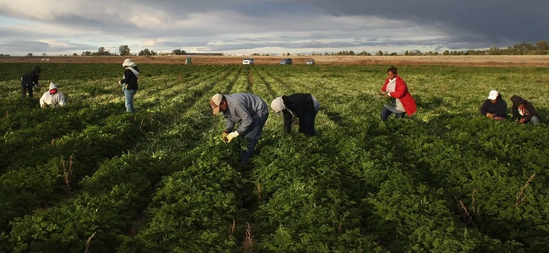 Arrests of illegal immigrants in the united states, labor shortage in the agricultural sector