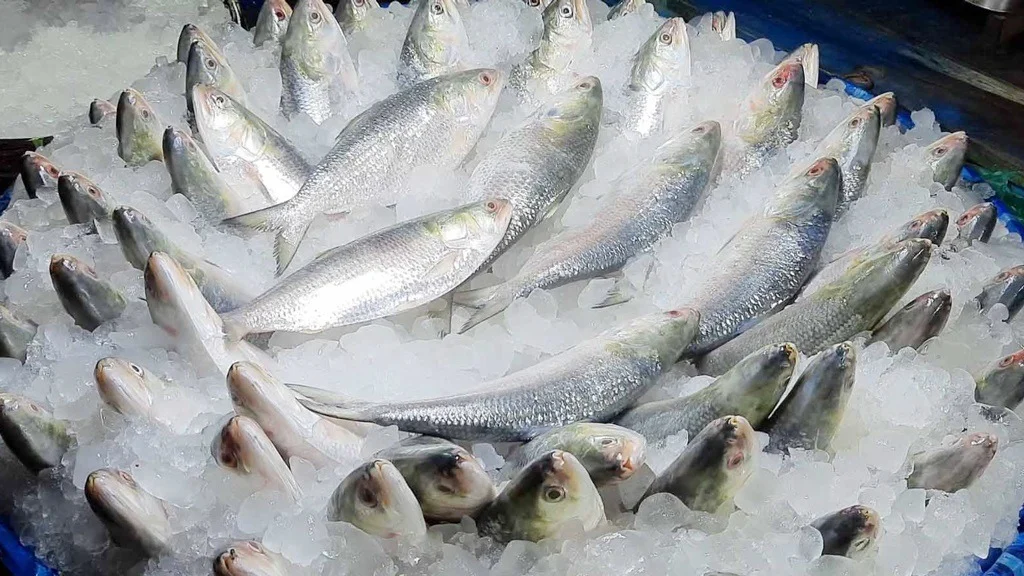 Government to send hilsa to saudi arabia