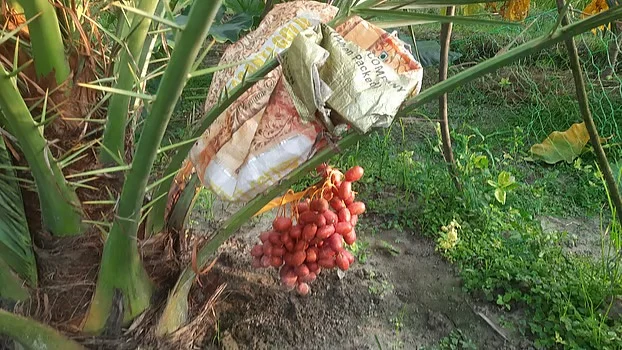 Prothomalo bangla2025 07 23aj1xd