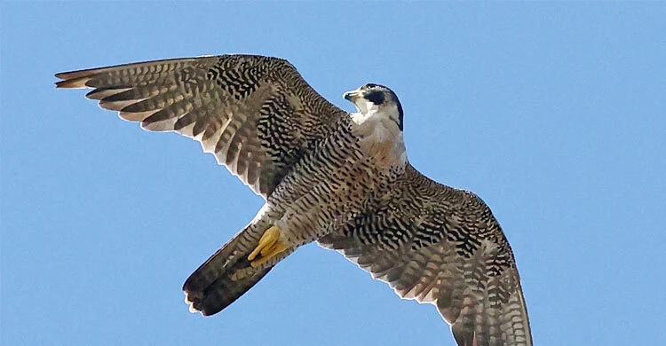 A falcon was sold for 1.2 million saudi riyals