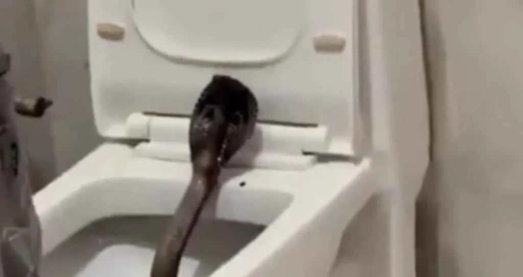 Young man was shocked when he entered the toilet by lifting the hood of the commode