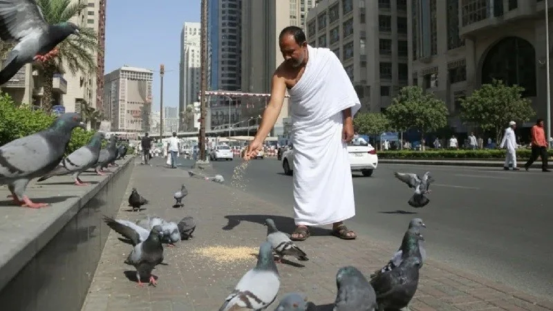 Feeding pigeons in mecca and medina will result in a fine