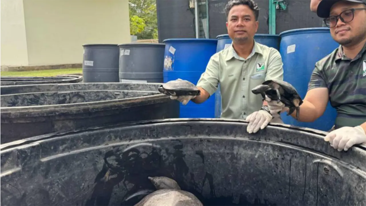 Bangladeshi arrested with 100 turtles in Malaysia