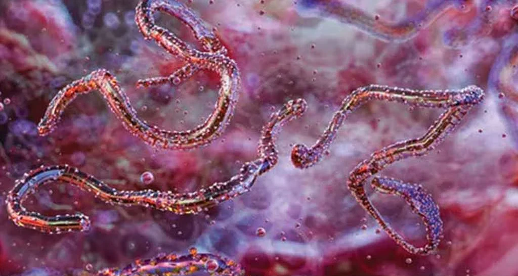 Global alert, new virus transmission