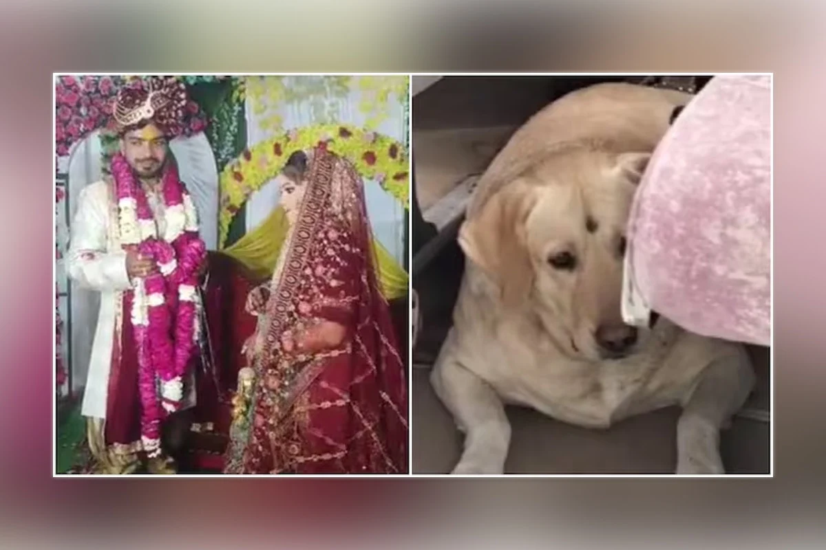 1771846995 0d40bb7ae83f974d558d659c20876c94