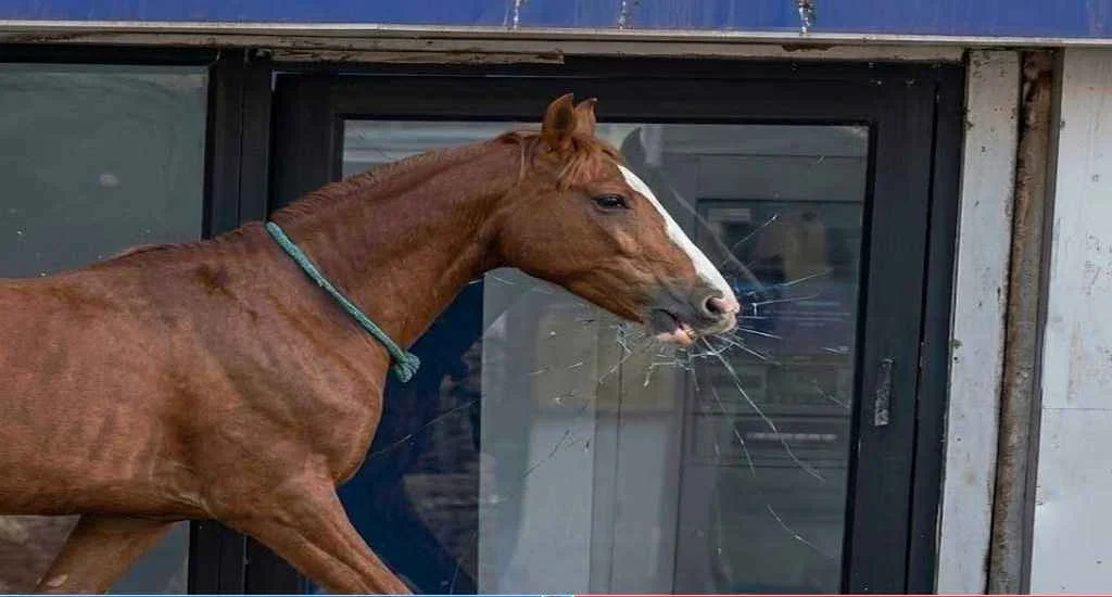 Web Image Copy 20260425