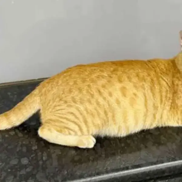 Cat india 20260824