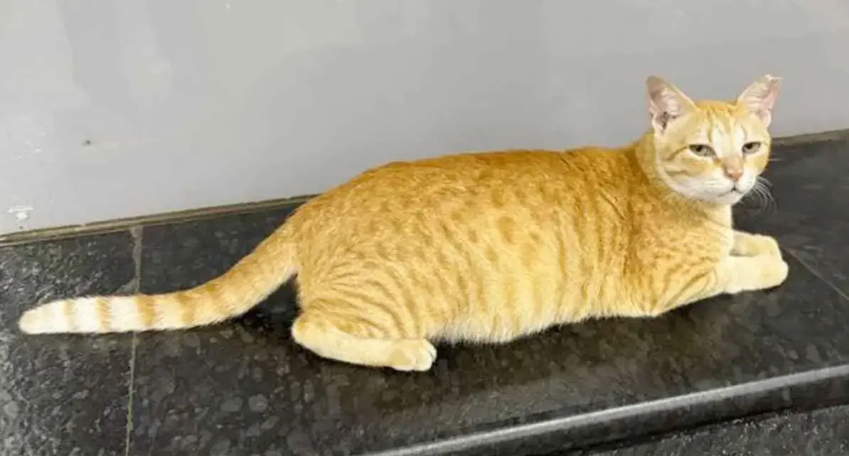 Cat india 20260824