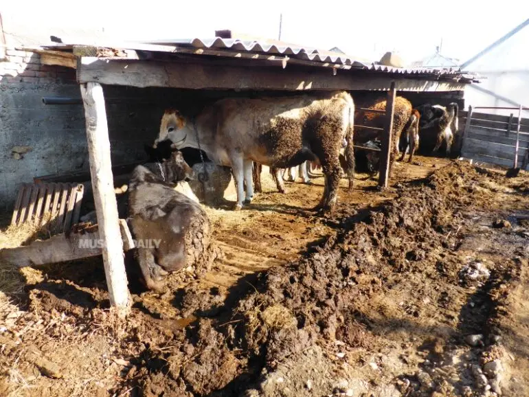 Dhofar Municipality urge owners to remove illegal sheds within 14 days 770x578